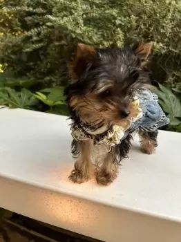 みなみな 様のお迎えした子犬