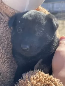 クララ 様のお迎えした子犬