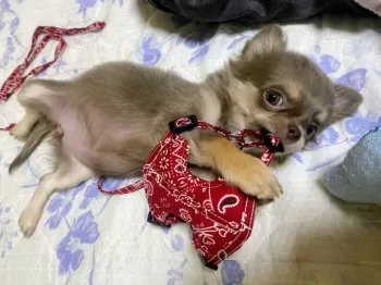 A.S 様のお迎えした子犬