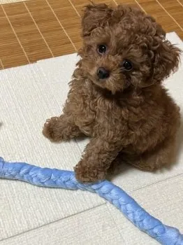 MT 様のお迎えした子犬