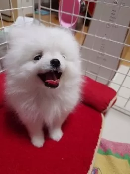 K.O 様のお迎えした子犬