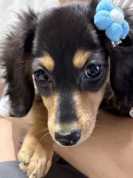 M.H 様のお迎えした子犬
