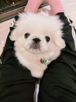 乾燥きのこ 様のお迎えした子犬