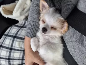 だいふく 様のお迎えした子犬