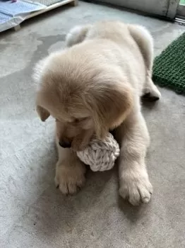 りこ 様のお迎えした子犬