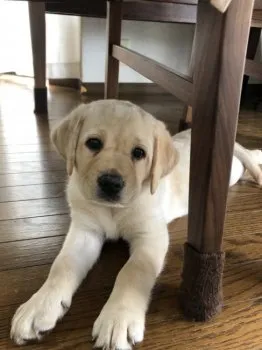りんご 様のお迎えした子犬