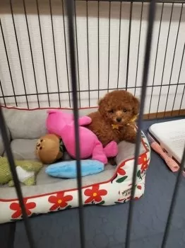 Kumi 様のお迎えした子犬