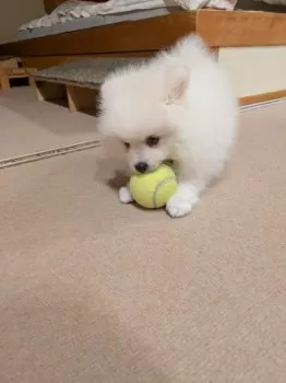 M.K 様のお迎えした子犬