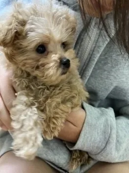 らぶりぃ 様のお迎えした子犬