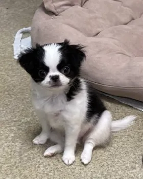 K.T 様のお迎えした子犬
