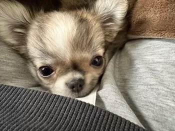 A.S 様のお迎えした子犬