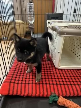 K.U 様のお迎えした子犬