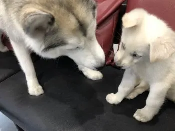 k.k 様のお迎えした子犬