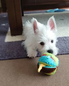 Mちゃん 様のお迎えした子犬