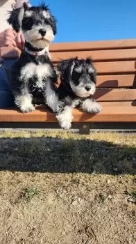 ちいさん 様のお迎えした子犬