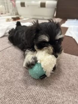 A.Y 様のお迎えした子犬