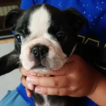 E.O 様のお迎えした子犬