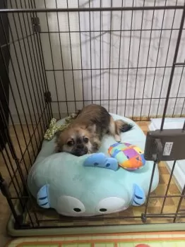 ぴい 様のお迎えした子犬