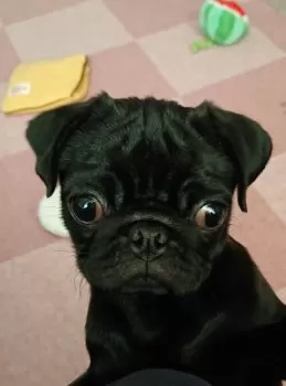 ねねりんこ 様のお迎えした子犬