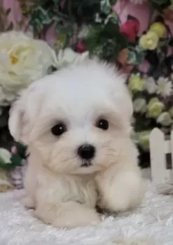 さぁや 様のお迎えした子犬