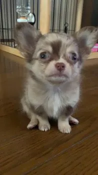 Yumi 様のお迎えした子犬