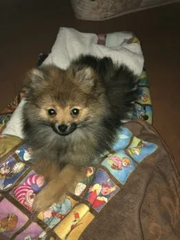 シシ丸 様のお迎えした子犬