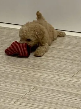 H.S 様のお迎えした子犬