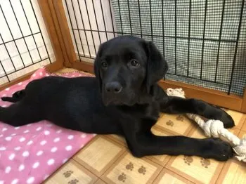 A.U 様のお迎えした子犬