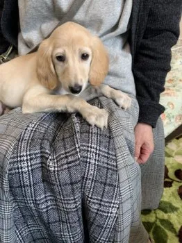 ナカ 様のお迎えした子犬