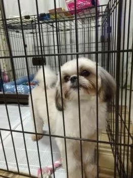 大将 様のお迎えした子犬