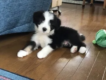 ケン母 様のお迎えした子犬