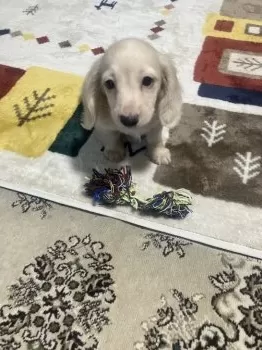 T.N 様のお迎えした子犬