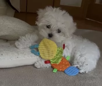 H.A 様のお迎えした子犬