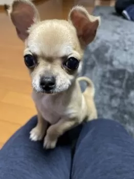 H.T 様のお迎えした子犬