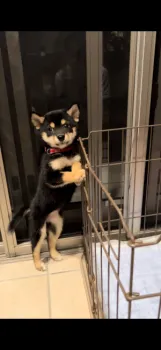noa 様のお迎えした子犬