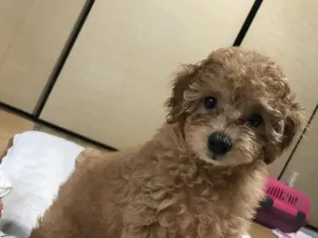 lily 様のお迎えした子犬