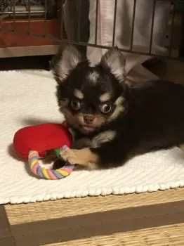 Leon 様のお迎えした子犬