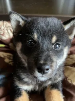 M.T 様のお迎えした子犬