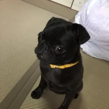 ろここ 様のお迎えした子犬
