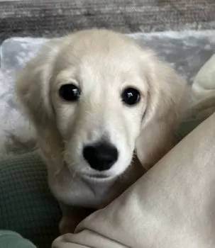 prima family 様のお迎えした子犬