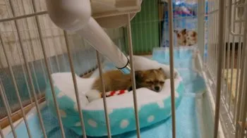はやごん 様のお迎えした子犬
