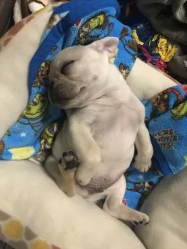 トッチン 様のお迎えした子犬