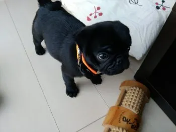 こいちゃん 様のお迎えした子犬