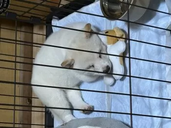 M.S 様のお迎えした子犬