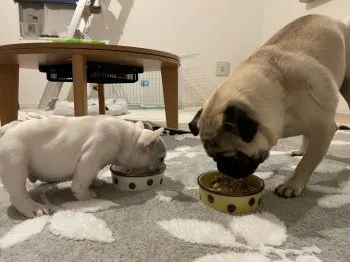 まり 様のお迎えした子犬