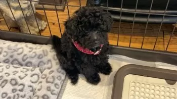 S.A 様のお迎えした子犬