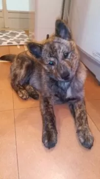 S.M 様のお迎えした子犬