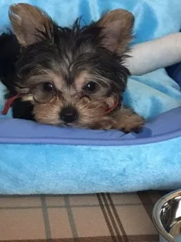 S.M 様のお迎えした子犬