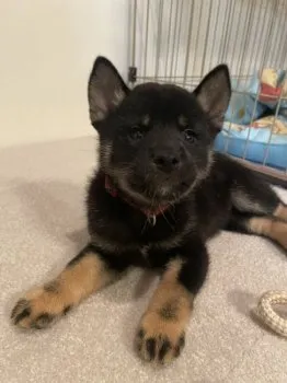 M.K 様のお迎えした子犬