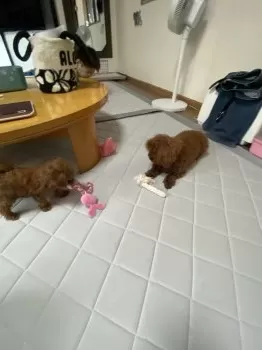 ヤグチ 様のお迎えした子犬